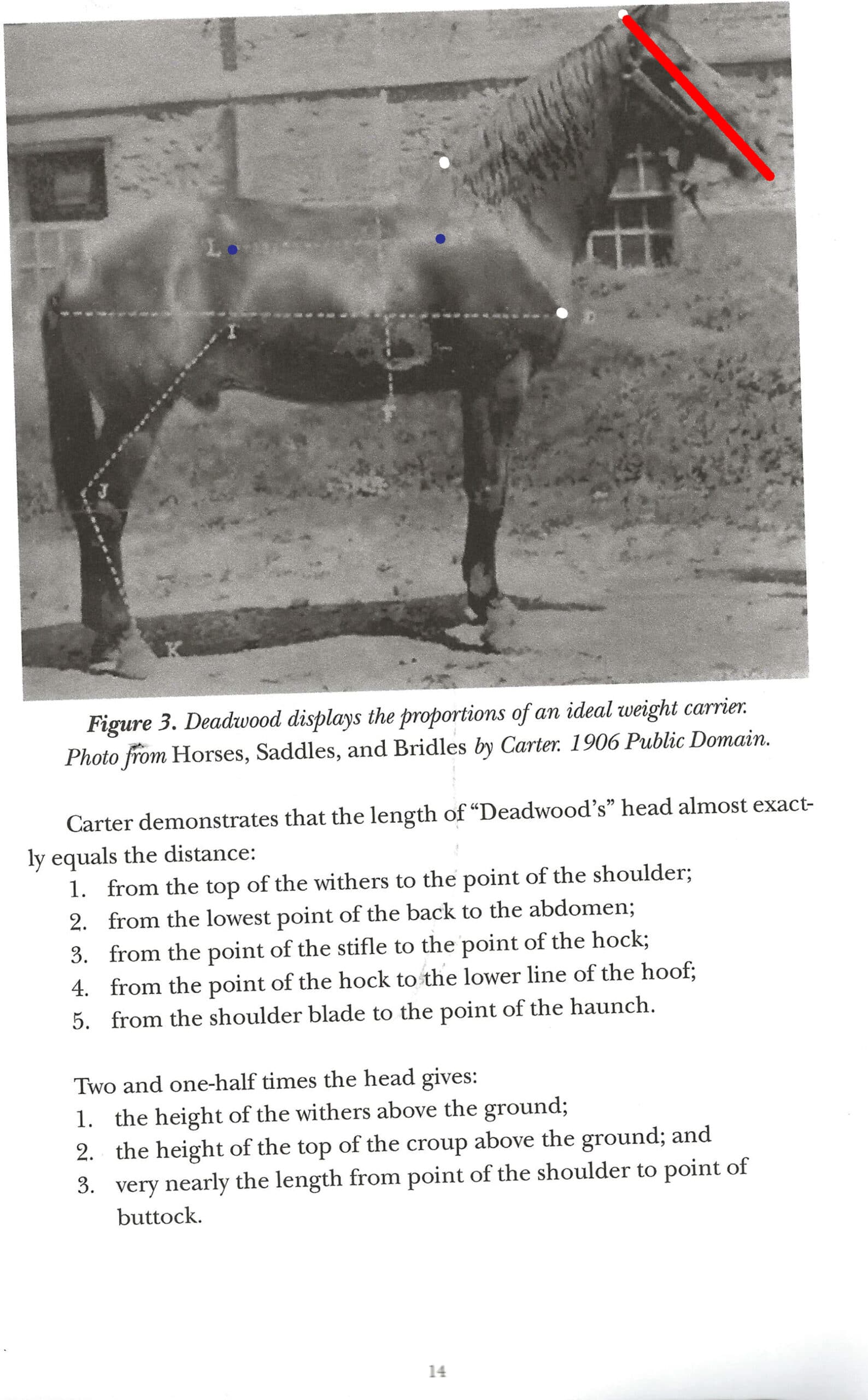 Conformation, health, legs/hooves Gaited Horses